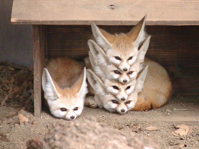 Stack of Foxes Blank Meme Template