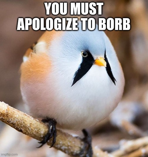 YOU MUST APOLOGIZE TO BORB | image tagged in mmmmm borb | made w/ Imgflip meme maker