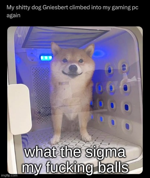 gniesbert | what the sigma my fucking balls | image tagged in gniesbert | made w/ Imgflip meme maker