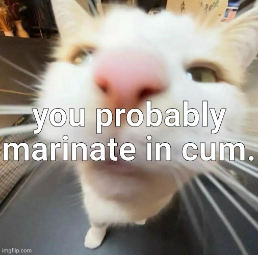 blehh cat | you probably marinate in cum. | image tagged in blehh cat | made w/ Imgflip meme maker