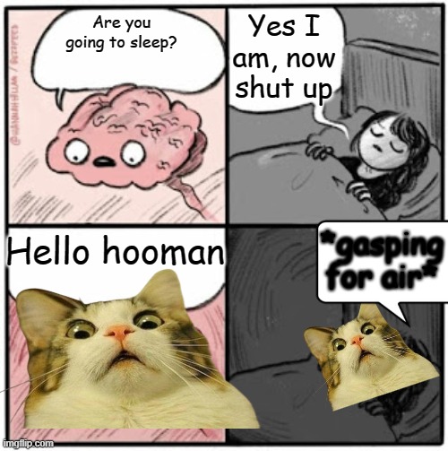 probably the stupidest meme I've ever made | Yes I am, now shut up; Are you going to sleep? Hello hooman; *gasping for air* | image tagged in brain before sleep,cats,cat,scared cat,sleep,no sleep | made w/ Imgflip meme maker