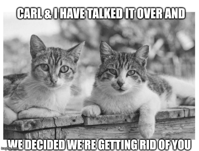 Sorry Hoo-mun | CARL & I HAVE TALKED IT OVER AND; WE DECIDED WE'RE GETTING RID OF YOU | image tagged in crazy,cat,conspiracy theory | made w/ Imgflip meme maker