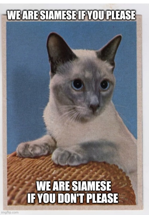 Now we looking all around you domicile | WE ARE SIAMESE IF YOU PLEASE; WE ARE SIAMESE IF YOU DON'T PLEASE | image tagged in suspicious cat | made w/ Imgflip meme maker