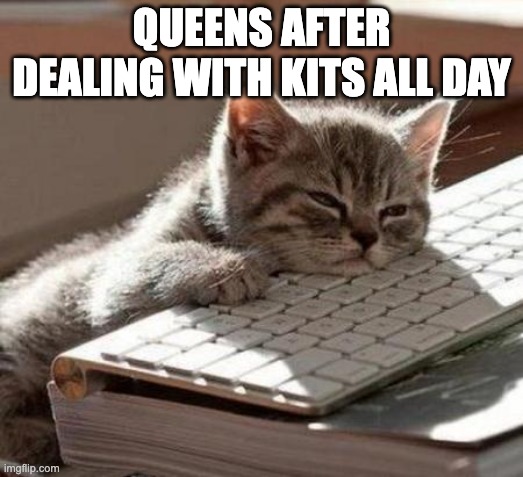 Queens after dealing with kits | QUEENS AFTER DEALING WITH KITS ALL DAY | image tagged in tired cat,cats,mothers | made w/ Imgflip meme maker