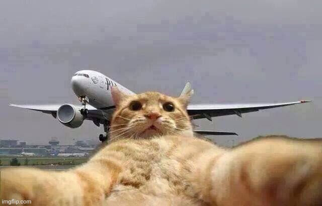 image tagged in cat selfie plane | made w/ Imgflip meme maker
