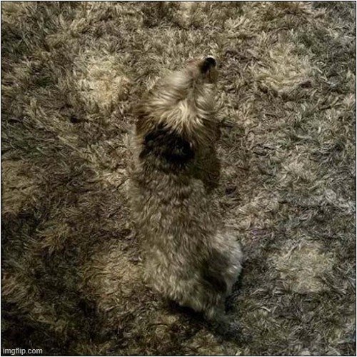 Please Don't Tread On Me ! | image tagged in dogs,carpet,camouflage | made w/ Imgflip meme maker