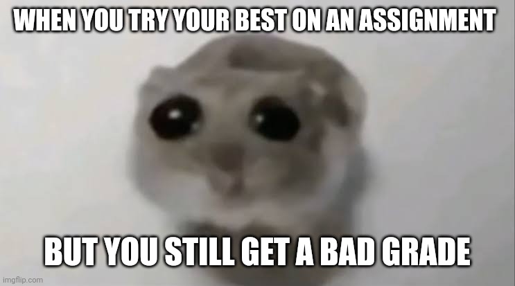 Sad Hamster | WHEN YOU TRY YOUR BEST ON AN ASSIGNMENT; BUT YOU STILL GET A BAD GRADE | image tagged in sad hamster | made w/ Imgflip meme maker