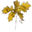 Twig Meme Template