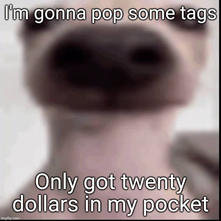 poopy | I'm gonna pop some tags; Only got twenty dollars in my pocket | image tagged in poopy | made w/ Imgflip meme maker