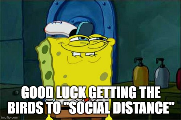 Don't You Squidward Meme | GOOD LUCK GETTING THE BIRDS TO "SOCIAL DISTANCE" | image tagged in memes,don't you squidward | made w/ Imgflip meme maker