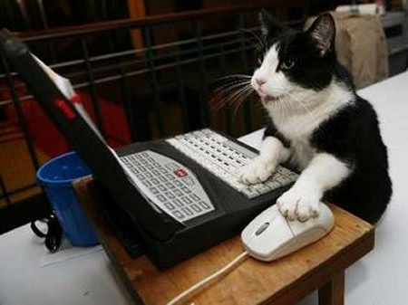 laptop gato at work Blank Meme Template