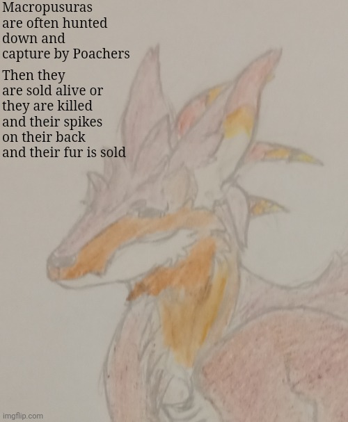 How do they hunt them down? That needs a traumatic story to explain | Macropusuras are often hunted down and capture by Poachers; Then they are sold alive or they are killed and their spikes on their back and their fur is sold | made w/ Imgflip meme maker