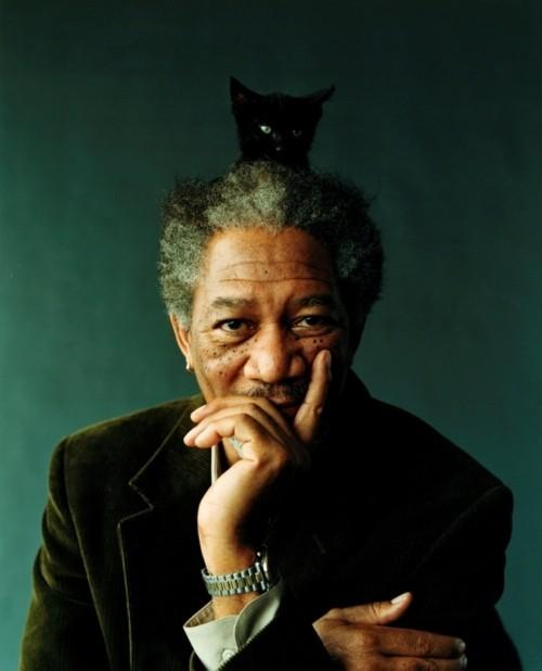 Morgan Freeman Cat on Head Blank Meme Template