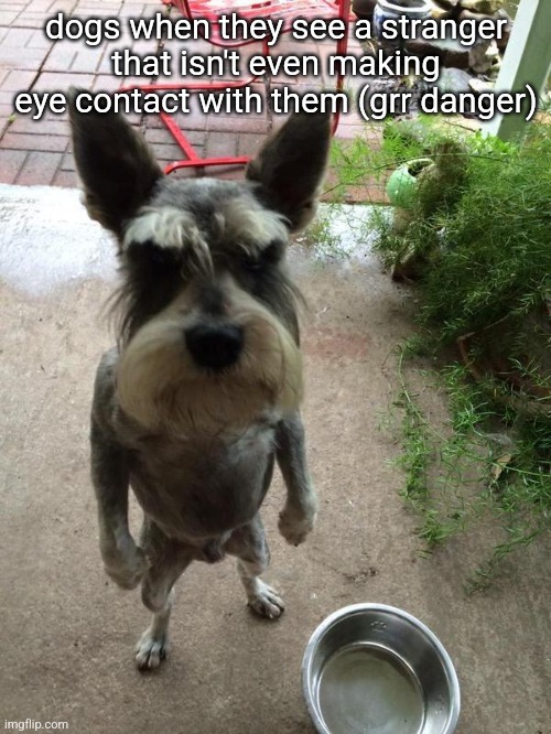 This happened to me when I was walking today | dogs when they see a stranger that isn't even making eye contact with them (grr danger) | image tagged in angry dog | made w/ Imgflip meme maker