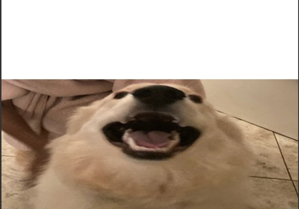 Me when dog Blank Meme Template