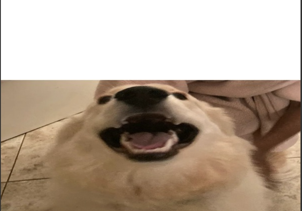 Dog Me When Blank Meme Template