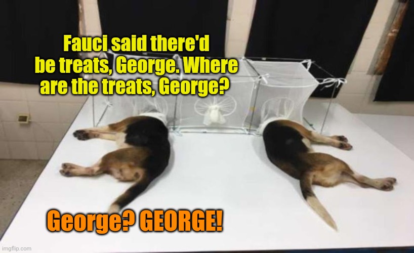 Fauci Beagles | Fauci said there'd be treats, George. Where are the treats, George? George? GEORGE! | image tagged in fauci beagles | made w/ Imgflip meme maker