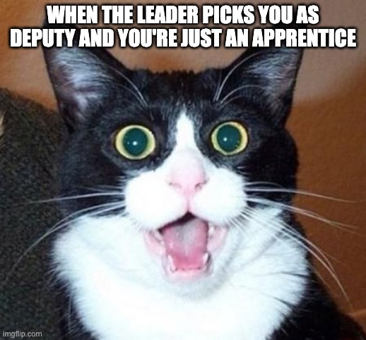 Whoa! | WHEN THE LEADER PICKS YOU AS DEPUTY AND YOU'RE JUST AN APPRENTICE | image tagged in whoa cat | made w/ Imgflip meme maker