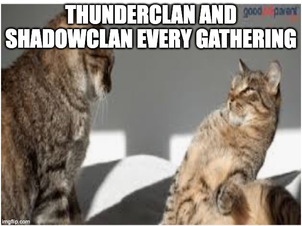 ThunderClan and ShadowClan | THUNDERCLAN AND SHADOWCLAN EVERY GATHERING | image tagged in cats | made w/ Imgflip meme maker