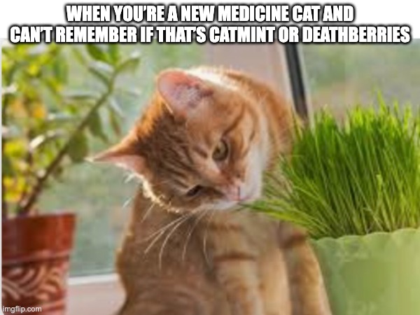 Uh oh... | WHEN YOU’RE A NEW MEDICINE CAT AND CAN’T REMEMBER IF THAT’S CATMINT OR DEATHBERRIES | image tagged in cats,warrior cats | made w/ Imgflip meme maker