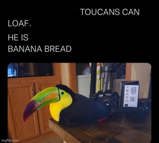 Toucans are cute birds :] | made w/ Imgflip meme maker