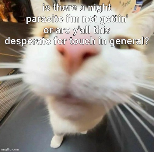 i am barely active on here so... | is there a night parasite i'm not gettin' or are y'all this desperate for touch in general? | image tagged in blehh cat | made w/ Imgflip meme maker