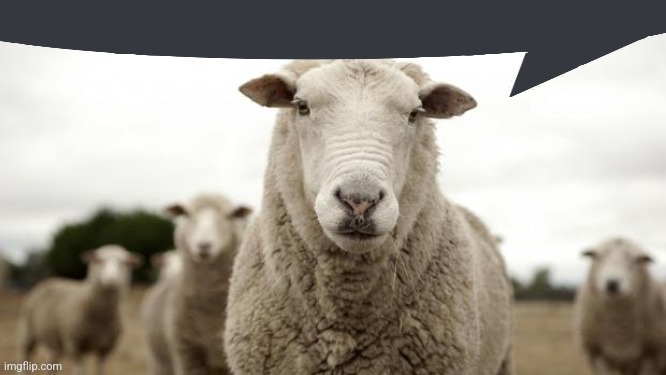 Sheep | image tagged in sheep | made w/ Imgflip meme maker