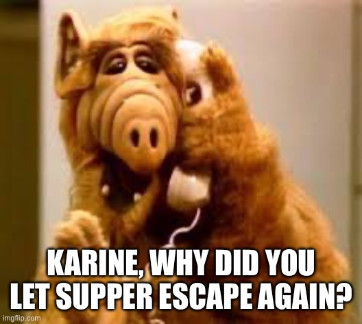 alf | KARINE, WHY DID YOU LET SUPPER ESCAPE AGAIN? | image tagged in alf | made w/ Imgflip meme maker