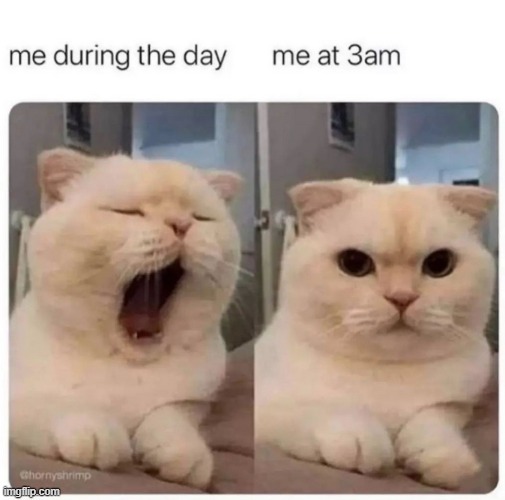 this is kinda true | image tagged in cat meme ig | made w/ Imgflip meme maker