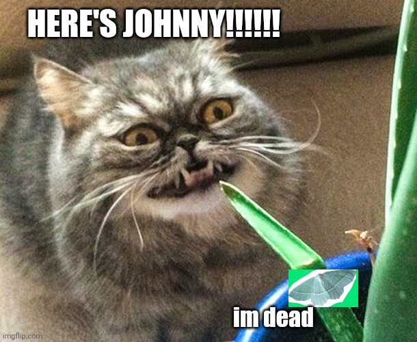 Here's Johnny!! | HERE'S JOHNNY!!!!!! im dead | image tagged in crazy cat with aloe,here's johnny,moth,memes,funny,cat | made w/ Imgflip meme maker