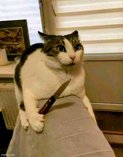 Cat With Knife | image tagged in cat with knife | made w/ Imgflip meme maker