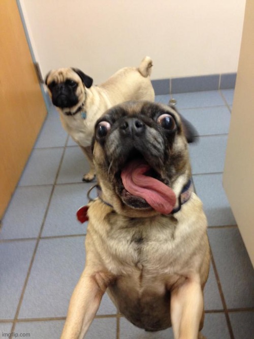 pug love | image tagged in pug love | made w/ Imgflip meme maker