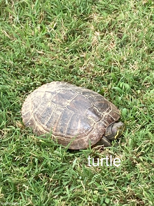 A turtle I found | turtle | image tagged in turtle | made w/ Imgflip meme maker