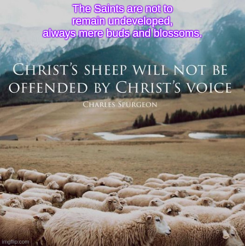 Sheep | The Saints are not to remain undeveloped, always mere buds and blossoms. | image tagged in spurgeon | made w/ Imgflip meme maker