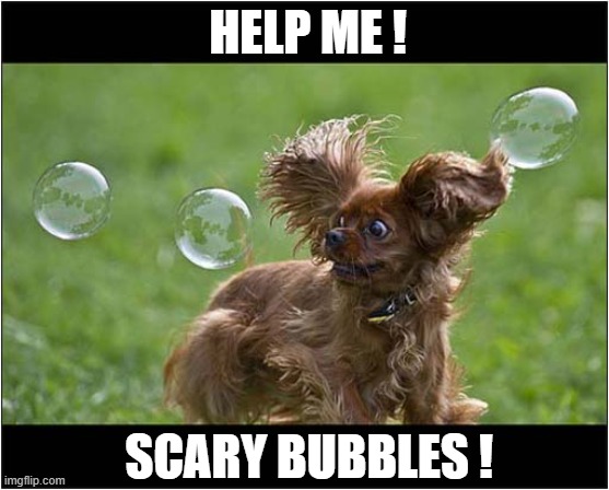 Run Away ! | HELP ME ! SCARY BUBBLES ! | image tagged in dogs,bubbles,run away | made w/ Imgflip meme maker