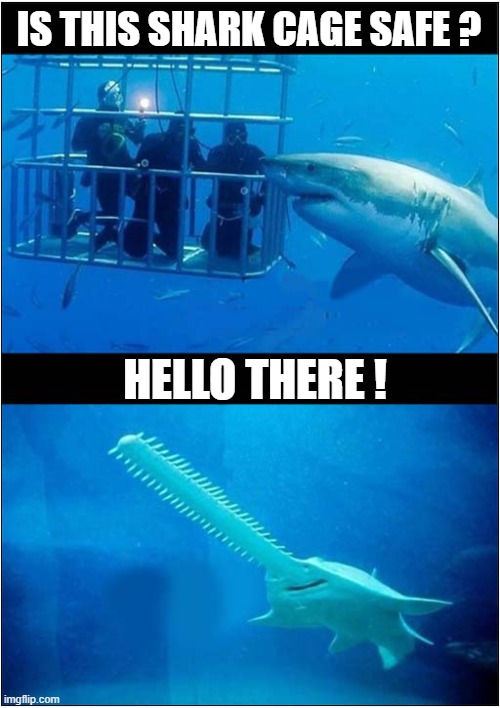 Cage Diving ... What Could Go Wrong ? | IS THIS SHARK CAGE SAFE ? HELLO THERE ! | image tagged in sharks,cage,what could go wrong,dark humour | made w/ Imgflip meme maker