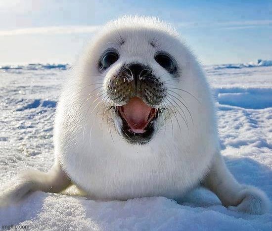 smart harp seal shows its funny smile and hilarious tounge | made w/ Imgflip meme maker