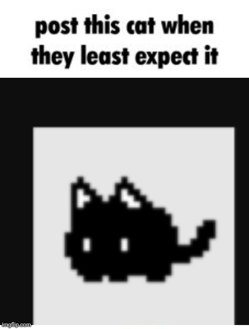 Post this cat when they least expect it | image tagged in post this cat when they least expect it | made w/ Imgflip meme maker