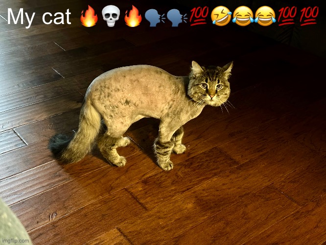 Marco | My cat 🔥💀🔥🗣️🗣️💯🤣😂😂💯💯 | image tagged in bald,grumpy cat | made w/ Imgflip meme maker