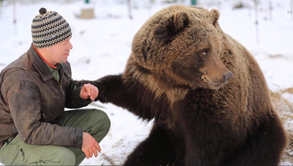 Man or Bear Blank Meme Template