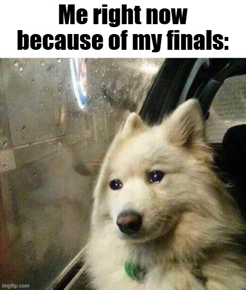 why does the goddamn tension always kill me | Me right now because of my finals: | image tagged in sad dog,final exams,finals,school | made w/ Imgflip meme maker