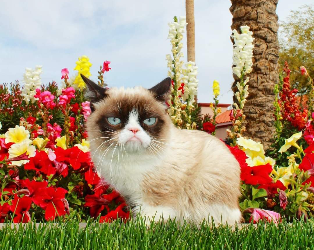 High Quality Grumpy cat in the garden Blank Meme Template