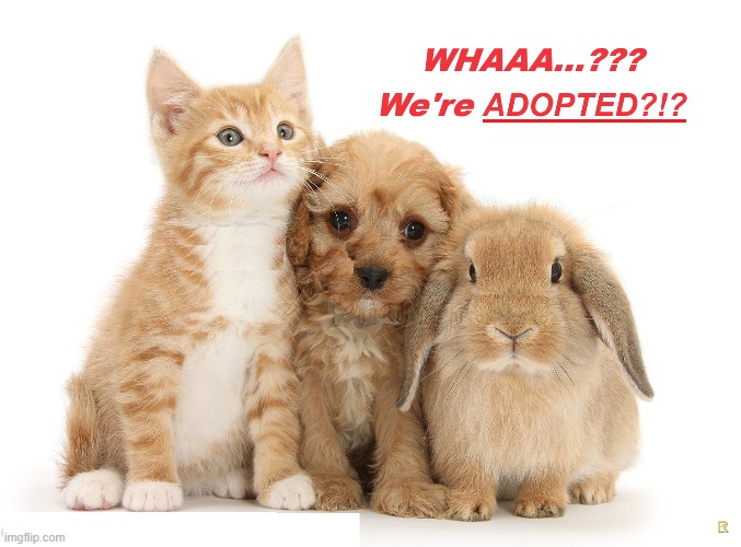 Adoption Bombshell | image tagged in adopted | made w/ Imgflip meme maker