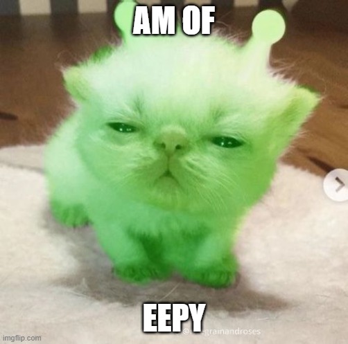 gn chat | AM OF; EEPY | image tagged in eepy cat,memes | made w/ Imgflip meme maker