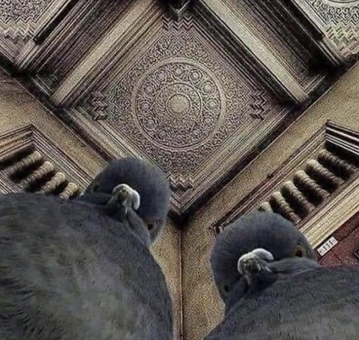 Judging Pigeons Blank Meme Template