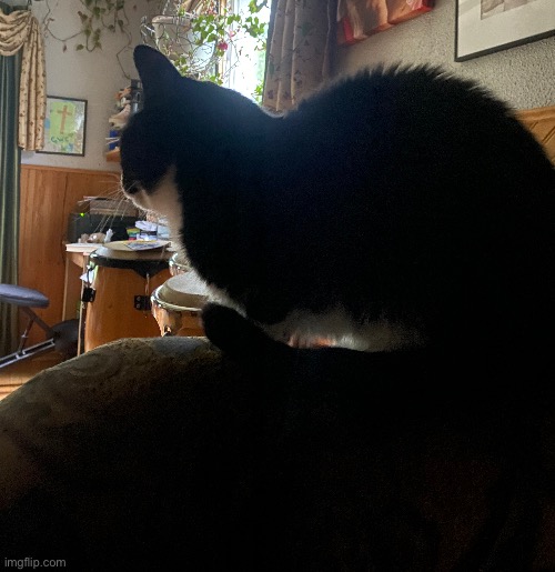 My cat looks like the animal pet of a Disney villain sitting on the top of our chair like this | image tagged in cat,figaro,chair,villain pet | made w/ Imgflip meme maker
