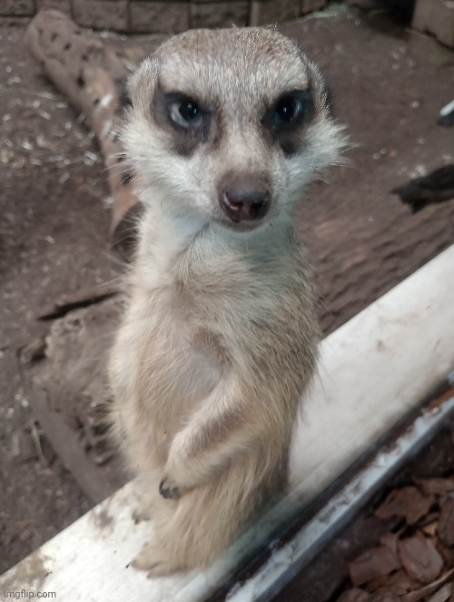 Why You Lookin At Me | image tagged in meerkats,funny | made w/ Imgflip meme maker