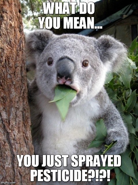 Surprised Koala | WHAT DO YOU MEAN... YOU JUST SPRAYED PESTICIDE?!?! | image tagged in memes,surprised coala | made w/ Imgflip meme maker