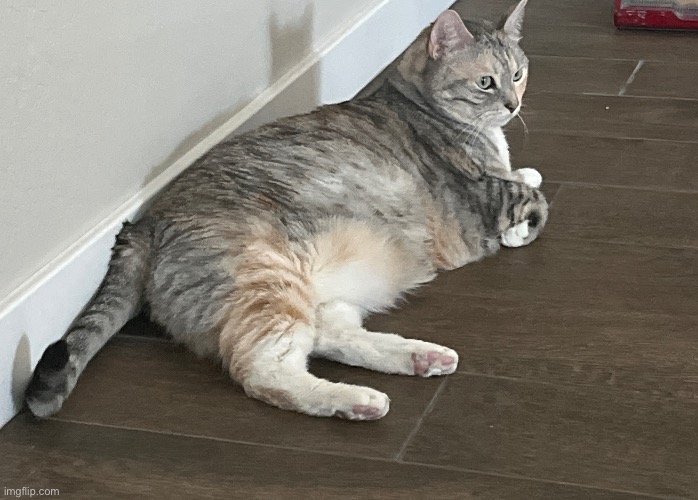 Gato | made w/ Imgflip meme maker
