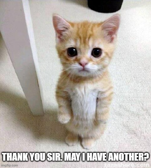 memes by Brad - Cute kitten asking for another | THANK YOU SIR. MAY I HAVE ANOTHER? | image tagged in funny,cats,cute kitten,funny cats,kitten,humor | made w/ Imgflip meme maker